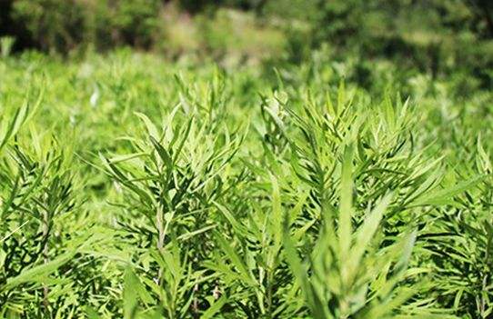 艾草艾葉在生活中有什么用途？